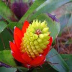 Aechmea nudicaulis Kwiat