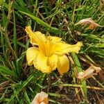 Hemerocallis lilioasphodelusЦветок