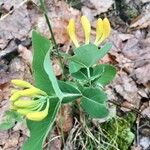 Lonicera flava Flor