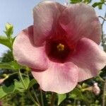 Allamanda blanchetiiKwiat