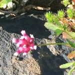 Trifolium depauperatum Flower