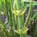 Equisetum fluviatile Φύλλο