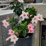 Mandevilla laxa Cvet