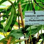 Aristolochia gigantea Fruit