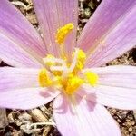 Colchicum longifolium Other