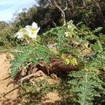 Solanum sisymbriifoliumFlor