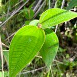 Miconia strigillosa Leaf