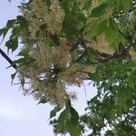 Fraxinus ornus Fruit