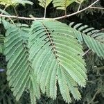 Albizia julibrissin 葉