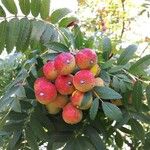 Sorbus domestica ഫലം