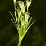 Seseli peucedanoides Otro