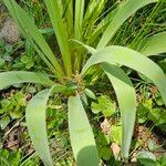 Allium nigrum Folla