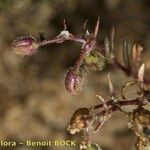 Spergularia echinosperma Anders