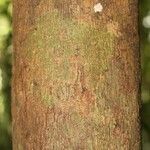 Eperua falcata Bark