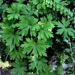 Geranium sibiricum Elinympäristö