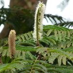 Pentaclethra eetveldeana Flower