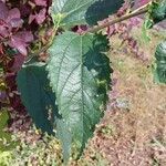 Celtis africana Folio