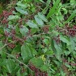 Lunania mexicana Habitus