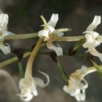 Cyrtorchis monteiroae Flor