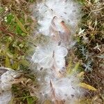 Asclepias syriaca Frucht