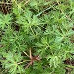 Geranium carolinianum Lehti