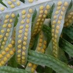 Polypodium cambricumFloare