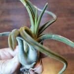 Tillandsia paucifolia 葉