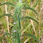 Meiosperma bracteatum Συνήθη χαρακτηριστικά