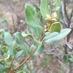 Euclea crispa পাতা