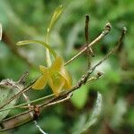 Angraecum ochraceum Çiçek