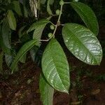 Ficus maxima Folla