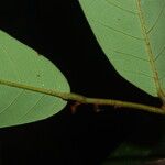 Neostenanthera neurosericea Leaf