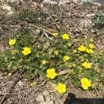 Potentilla brauneana Blad