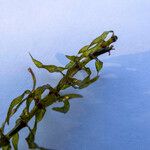 Elodea nuttallii Hoja
