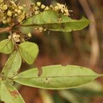 Dialium tessmannii Flor