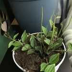 Peperomia quadrangularis Leht