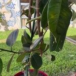 Ficus elastica Fulla