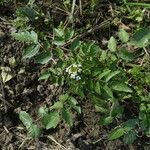 Nasturtium officinale Casca