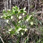 Helleborus foetidus Květ