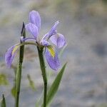 Iris virginica Květ