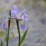 Iris virginica Flor