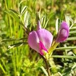 Vicia segetalis Blüte