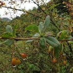 Berberis thomsoniana Habitat