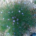 Aphyllanthes monspeliensis Blomma
