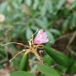 Rhododendron fulvum