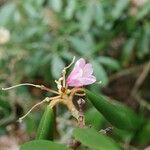 Rhododendron fulvum Květ