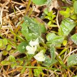 Trifolium subterraneum Lorea