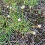 Cyperus niveus Λουλούδι
