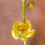 Senna alexandrina Flower