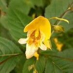 Impatiens auricoma Blomst